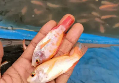 Bibit ikan nila Bangkok Thailand