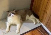Kucing Ragdoll Pure Non Ped Bulu Kapas Jantan