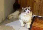 Kucing Ragdoll Pure Non Ped Bulu Kapas Jantan