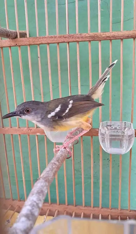 Burung ciblek semi