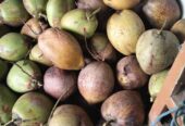 Jual Buah Kelap Tua