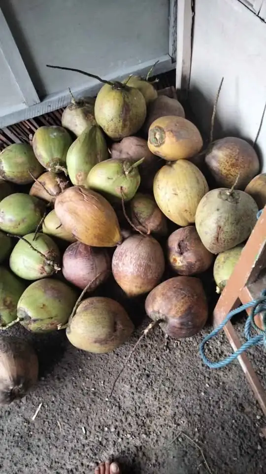 Jual Buah Kelap Tua