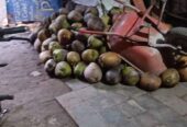 Jual Buah Kelap Tua
