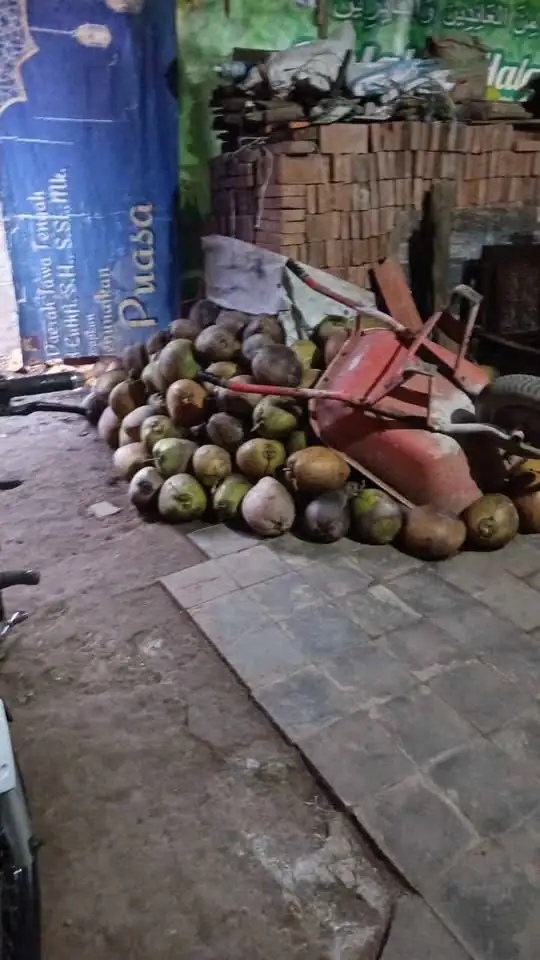 Jual Buah Kelap Tua