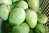 Mangga Gadung Full Tua
