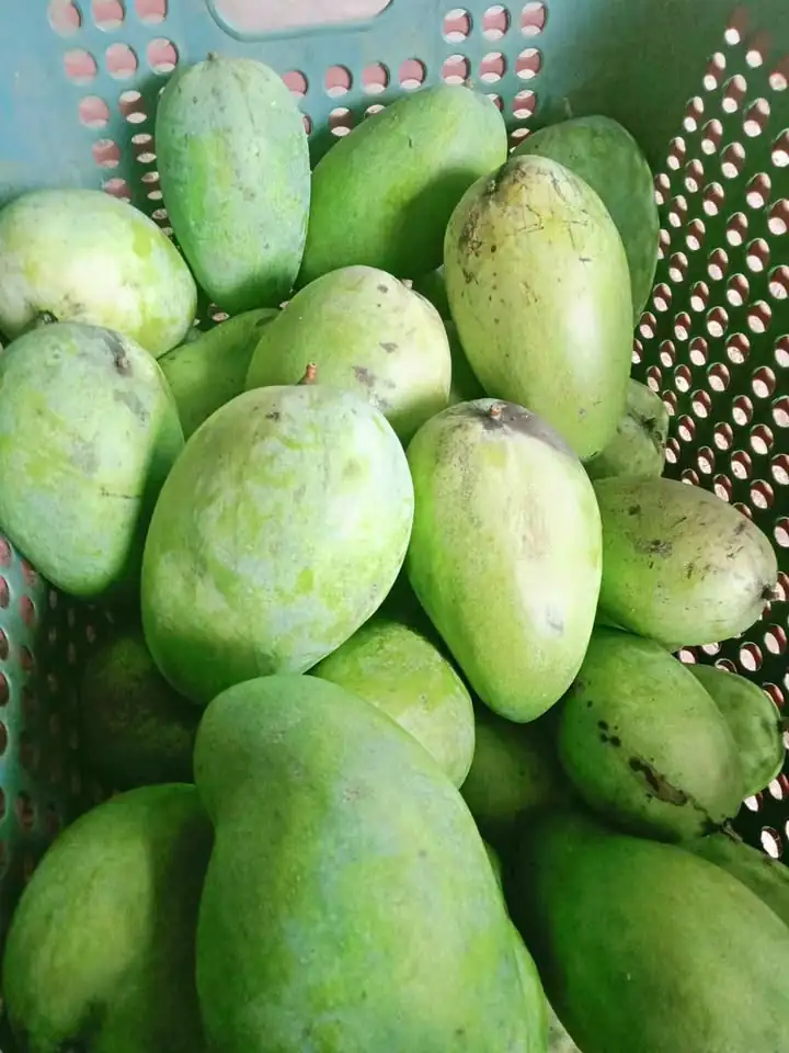 Mangga Gadung Full Tua