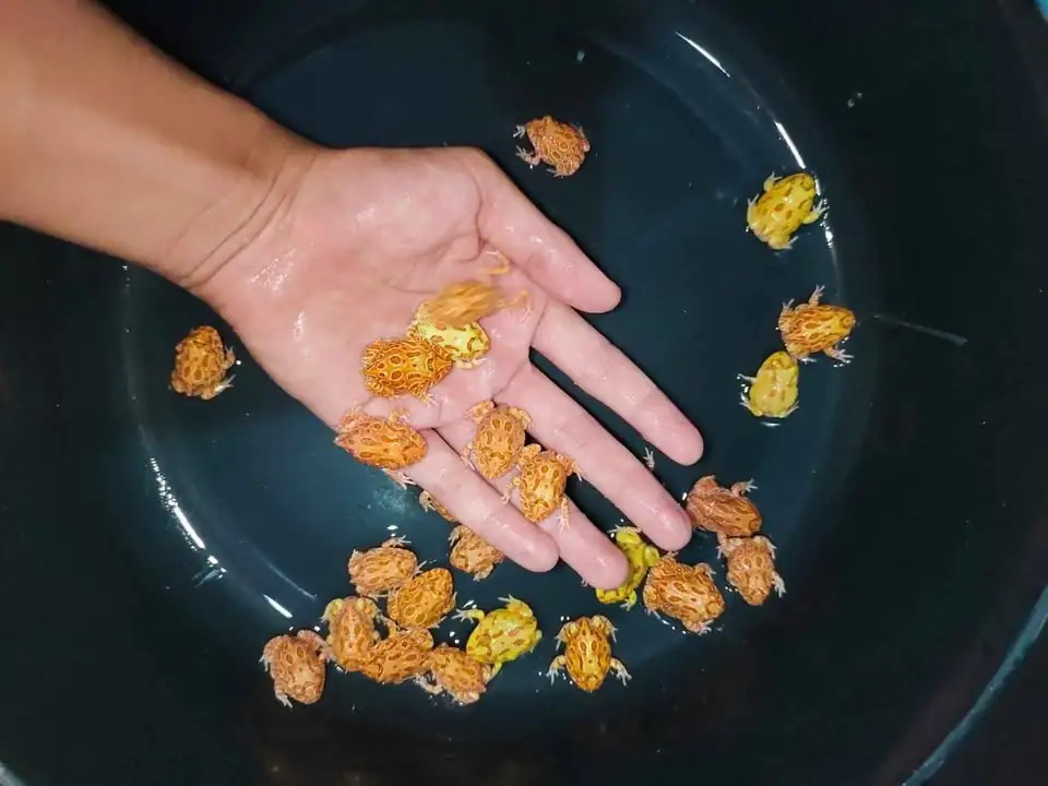 pacman frog murahhh motif juga sangat langka