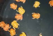 pacman frog murahhh motif juga sangat langka