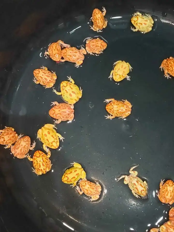 pacman frog murahhh motif juga sangat langka