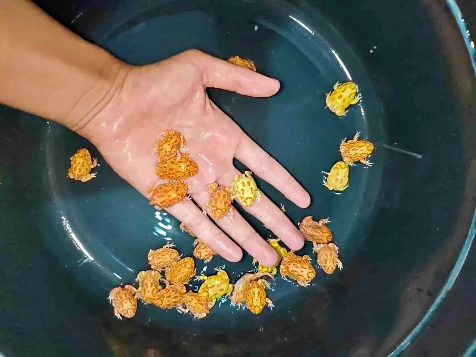 pacman frog murahhh motif juga sangat langka