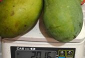 Mangga Gadung Full Tua