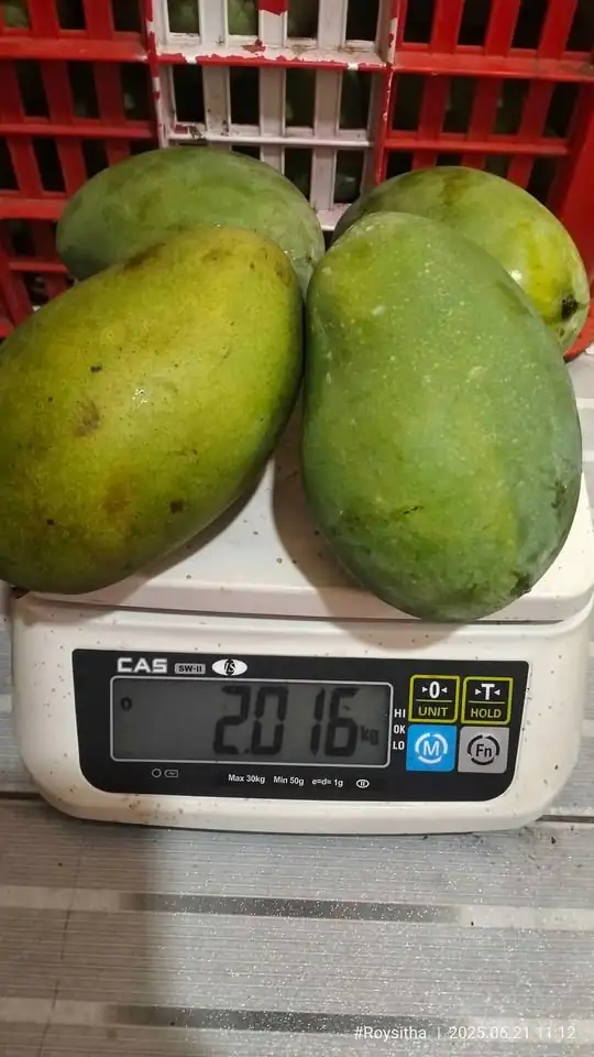 Mangga Gadung Full Tua