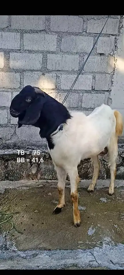Kambing Jantan Sae