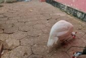 Jual ayam mutiara