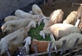 Kambing gibas