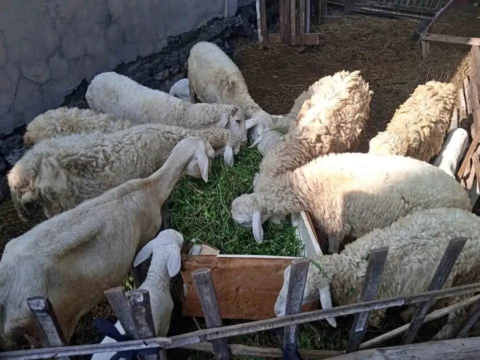 Kambing gibas