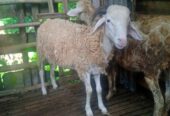 Jual Kambing bakalan yahud
