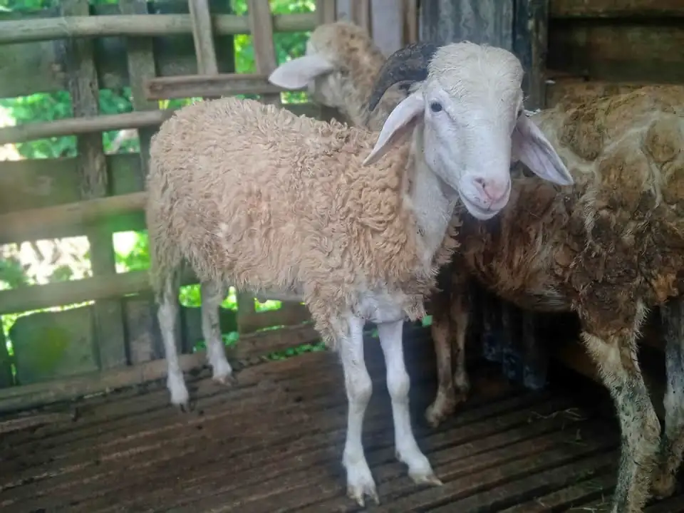 Jual Kambing bakalan yahud