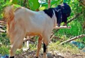 Mari lagi Promo kambing Pemalang