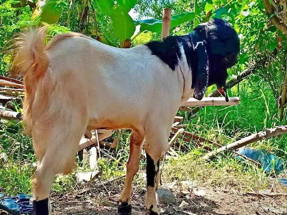 Mari lagi Promo kambing Pemalang