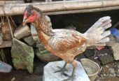 Ayam Mangon jambul