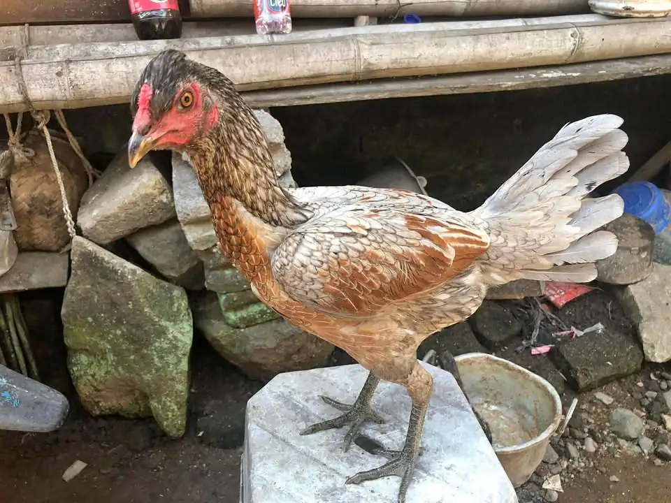 Ayam Mangon jambul