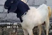 Kambing Jantan Sae