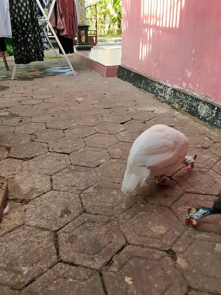 Jual ayam mutiara