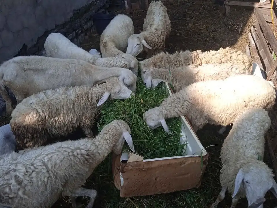 Kambing gibas