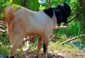 Mari lagi Promo kambing Pemalang