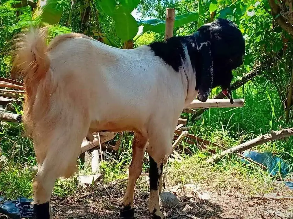 Mari lagi Promo kambing Pemalang