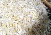 Jual Tauge Jepang/ tauge bangkok Murah Jakarta