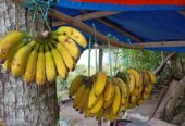Pisang Ambon Rindu PISANG