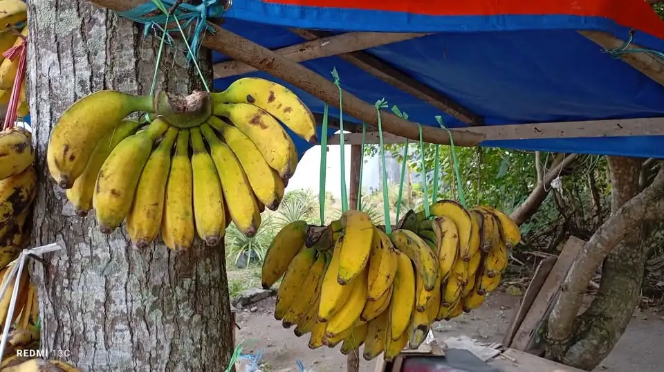 Pisang Ambon Rindu PISANG
