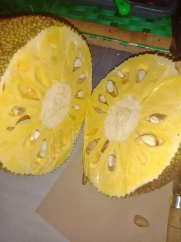 Buah Nangka Segar