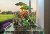 Paludarium diorama penghias ruangan