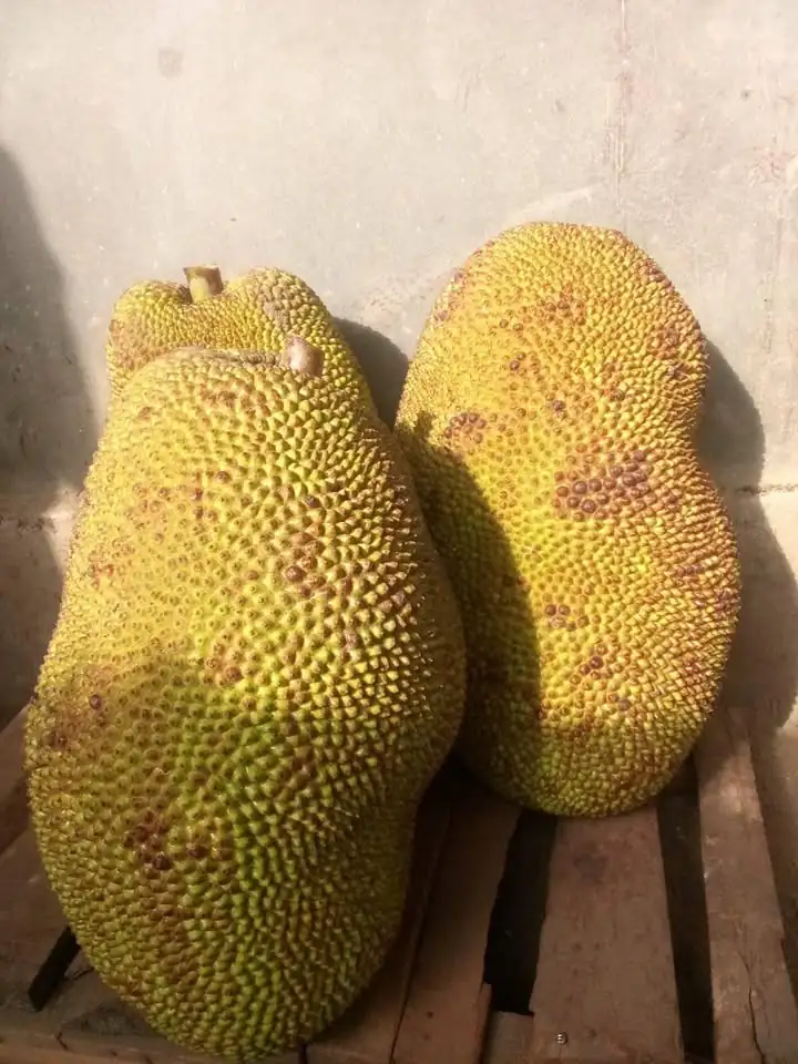 Buah Nangka Segar