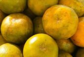 Jual Jeruk Segar Manis