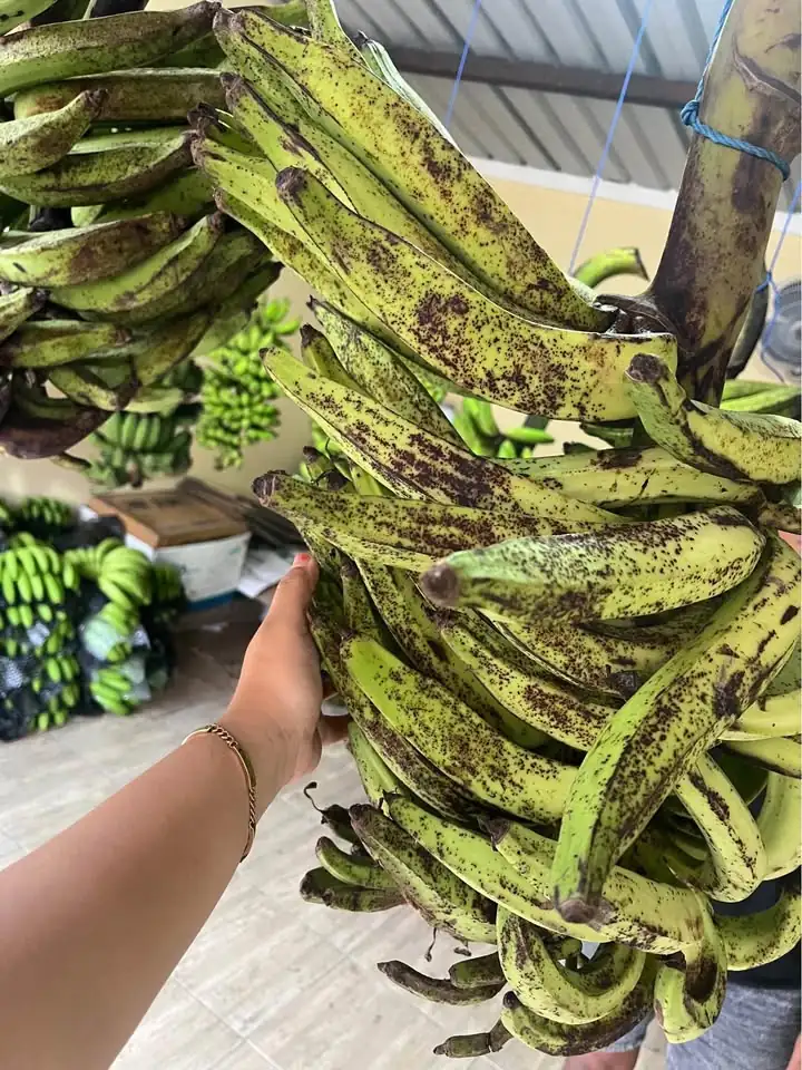 Obral pisang candi buat gorengan