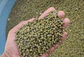Kacang hijau butek 18.000