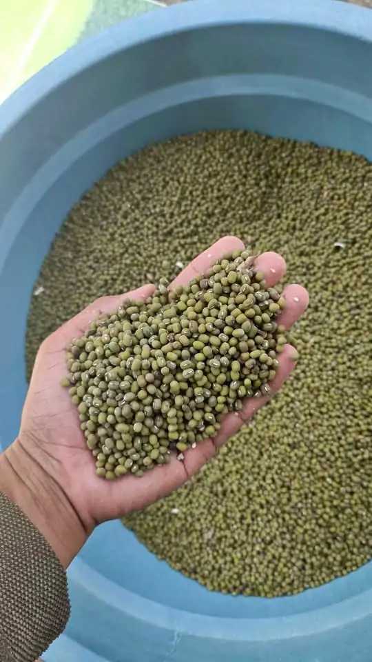 Kacang hijau butek 18.000