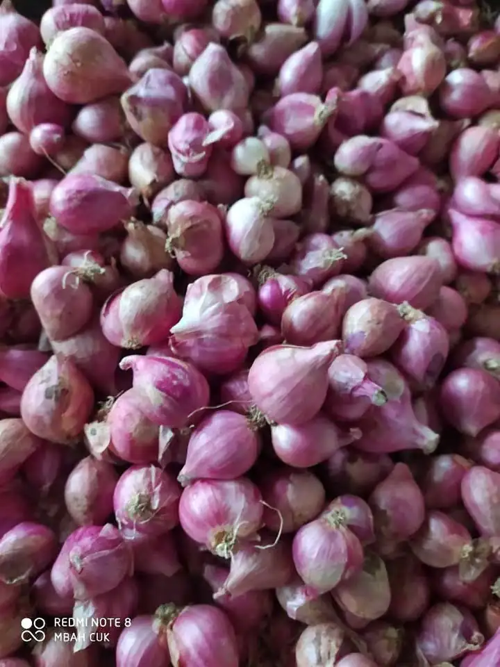 Bawang merah srikayanagan