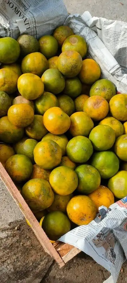 Jual Jeruk Segar Manis