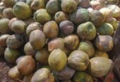 Jual Kelapa Untuk Dibuat Santan