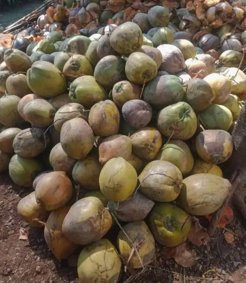 Jual Kelapa Untuk Dibuat Santan