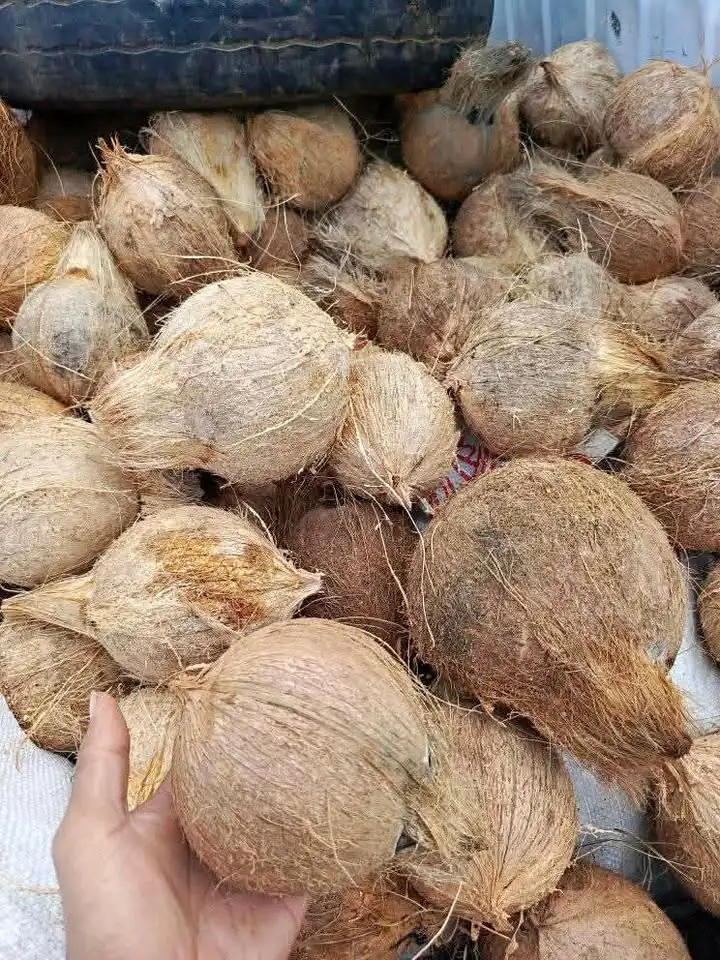 Jual Kelapa Untuk Dibuat Santan