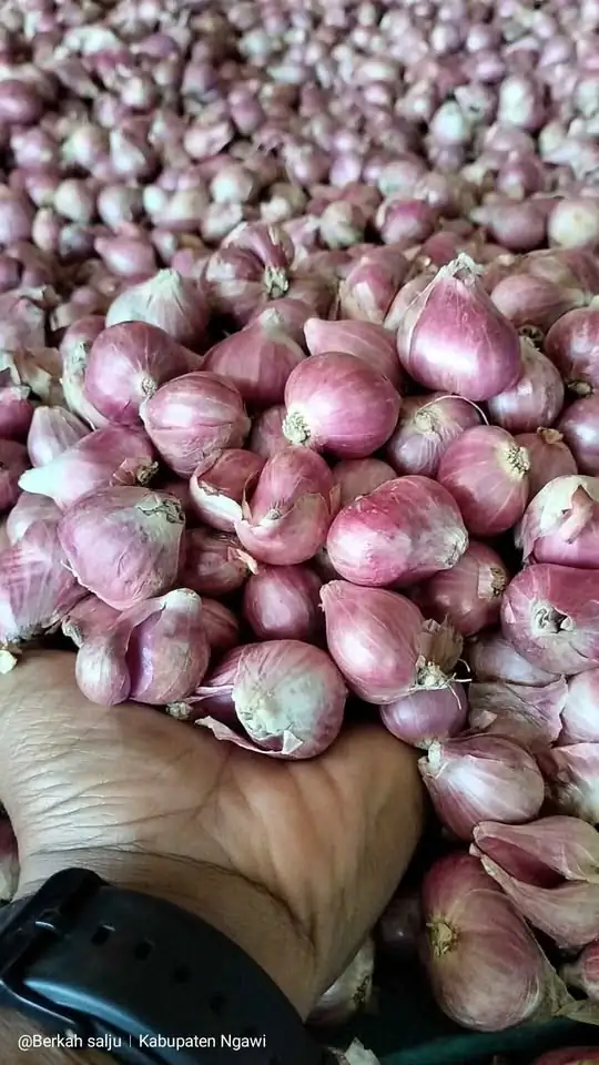 Monggo Bawang merahe