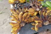 Pisang koja, pisang g susu IDR18,000