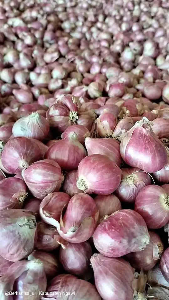 Monggo Bawang merahe