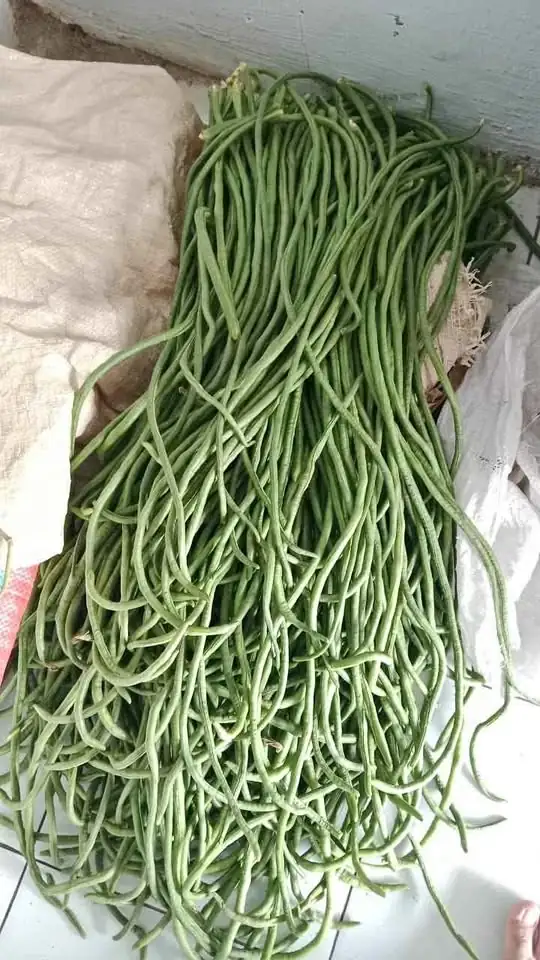 Kacang panjang Fresh IDR5,000